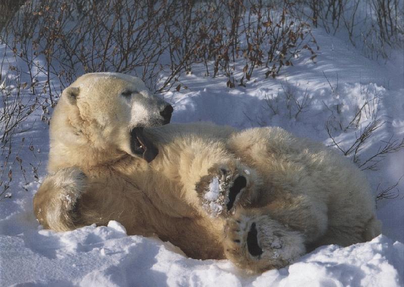 yawning polar bear-resting on snow.jpg