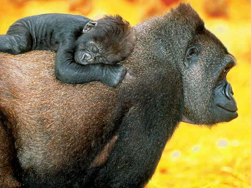 BABY02-Gorillas-baby sleeping on dads back.jpg