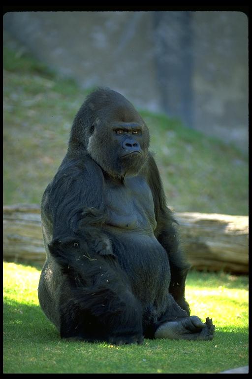 gjs-gorilla-staring.jpg