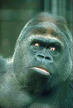 Gorilla-face closeup.jpg