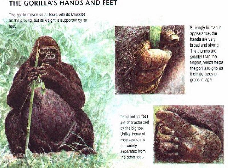 Gorilla-Feature Sheet.jpg