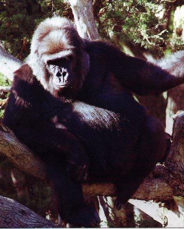 Gorilla Resting On Tree.jpg