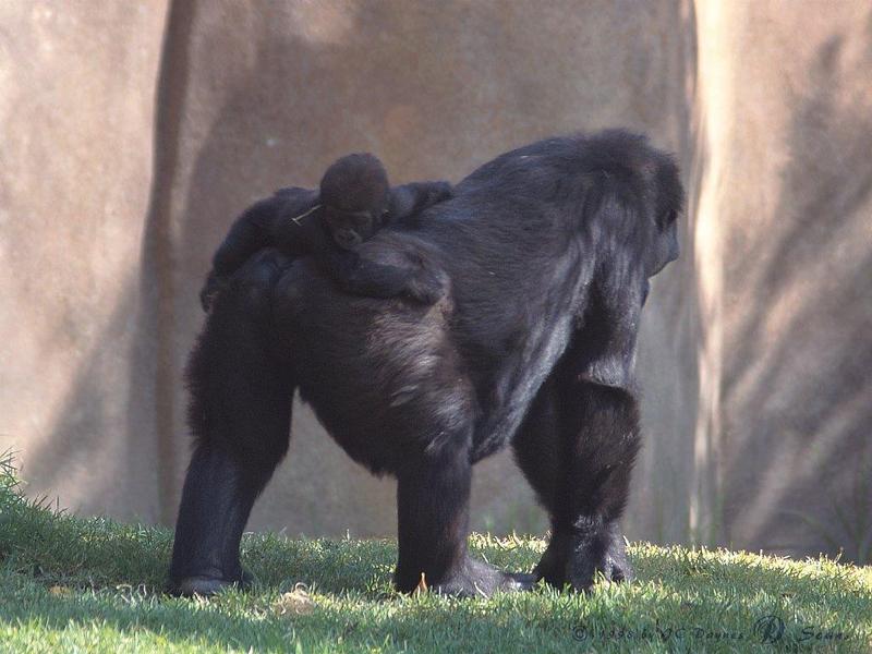 Gorillas-Baby riding moms back.jpg