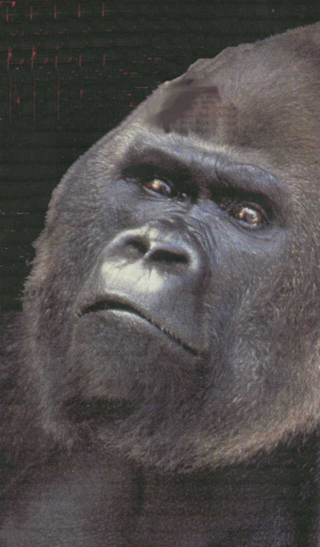 Gorilla-very face closeup.jpg