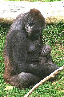 SDZ 0091-Gorilla-Mom Nursing Baby.jpg