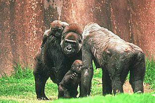 SDZ 0092-Gorillas-Moms and Babies.jpg