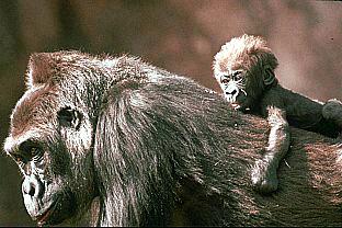 SDZ 0099-Gorillas-Mom and Baby-On Back.jpg