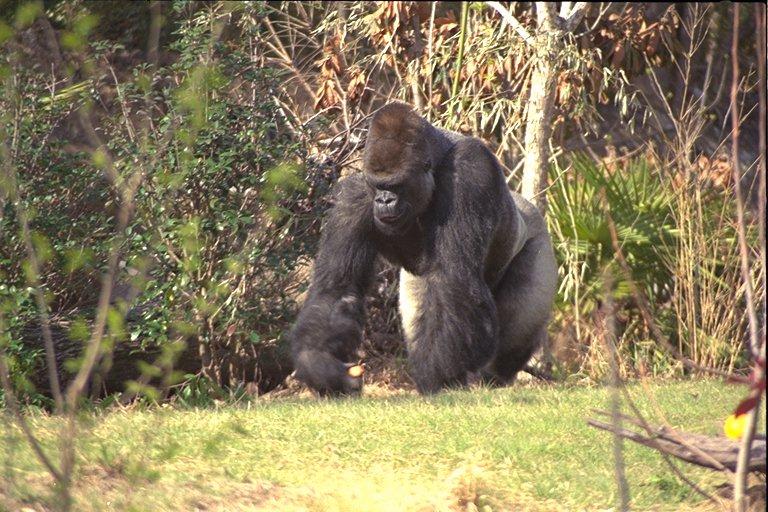 gorilla03.jpg