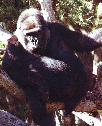 Gorilla1-Sitting On Log.jpg