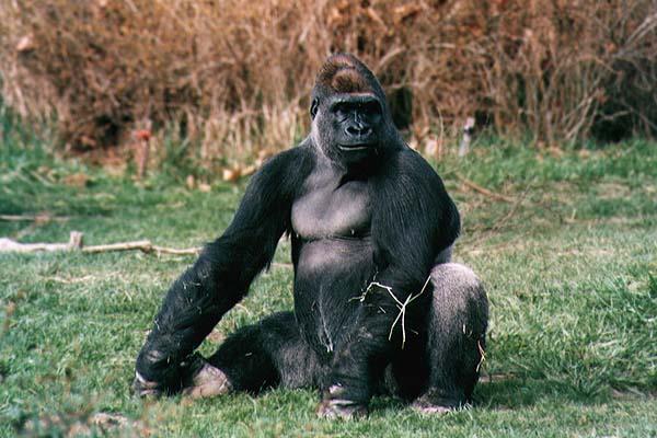 Gorilla5-Sitting on open grassfield.jpg