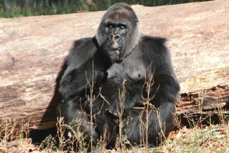 Gorillah-Sitting beyond big log.jpg