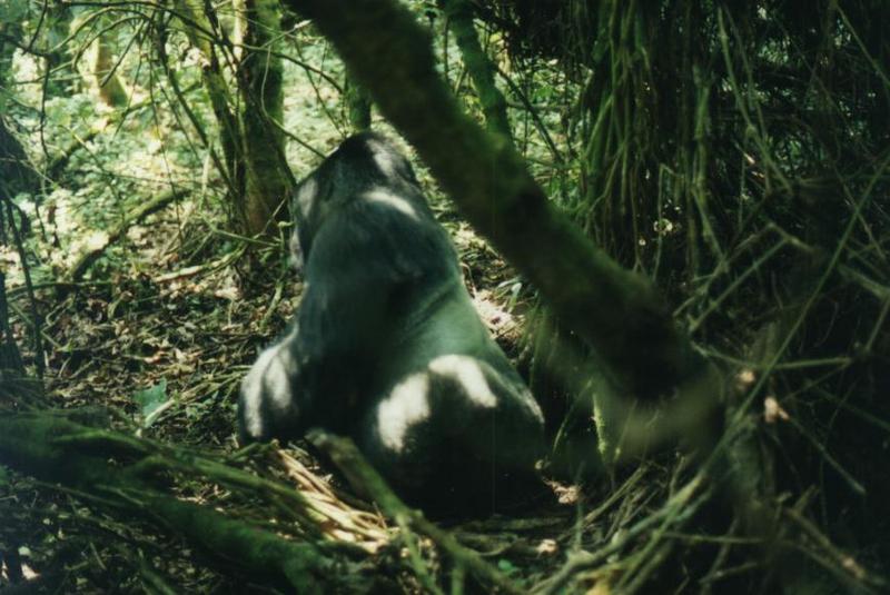 gorilla safari32.jpg