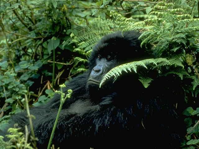 Mountain Gorilla rests in coniver forest-closeup.jpg