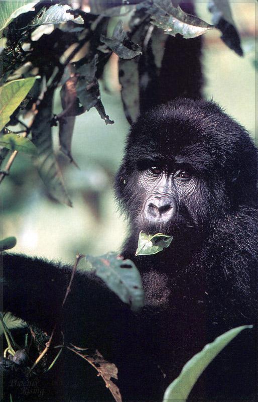 pr-jb205 mountain gorilla.jpg
