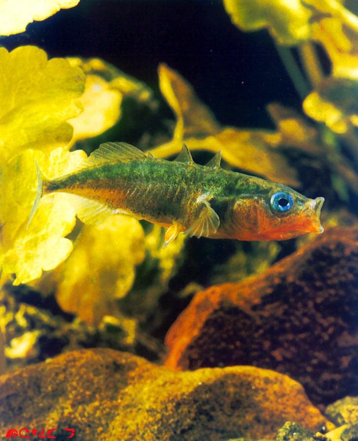 Three-spined Stickleback-fish opening mouth.jpg