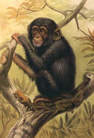 Anmwi108 Chimpanzee Painting.jpg