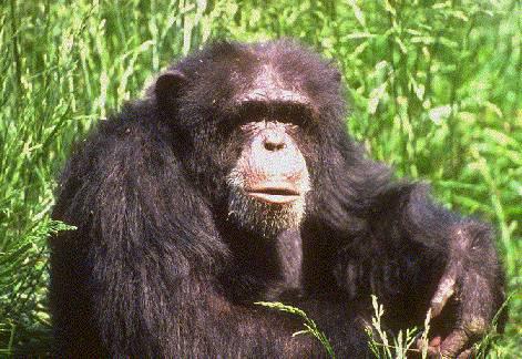 C400028-Chimpanzee-sitting in tall grass.jpg
