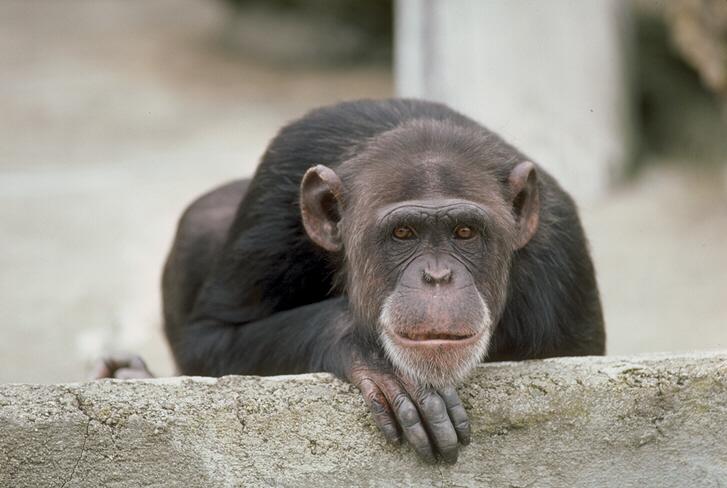 Chimpanzee 049035b-Face Closeup.jpg