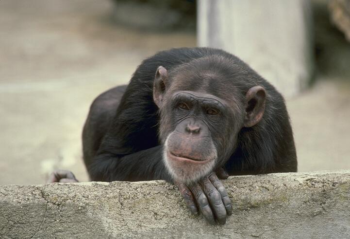 Chimpanzee 049052b-Face Closeup.jpg