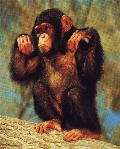 Chimpanzee03.jpg