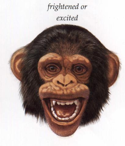 chimpanzee4-Frightened Face.jpg