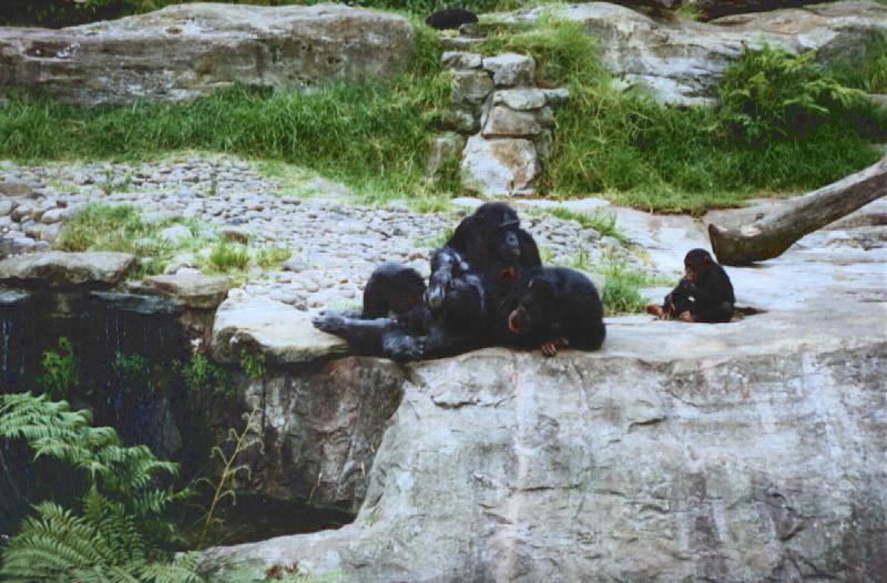 chimpanzees.jpg