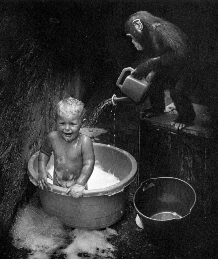 Chimpanzee-Washing a kid.jpg