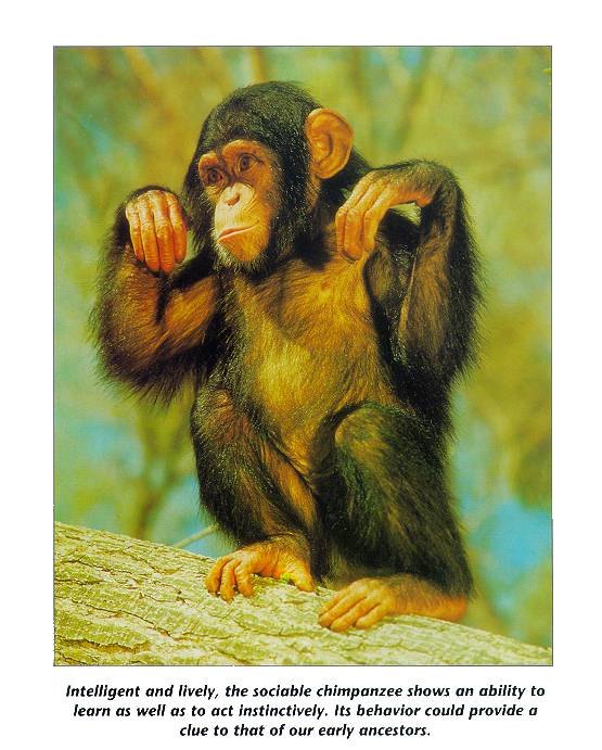 mammal02-Young Chimpanzee-on trunk.jpg
