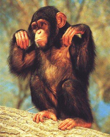 Monkey01-Young Chimpanzee-On Log.jpg