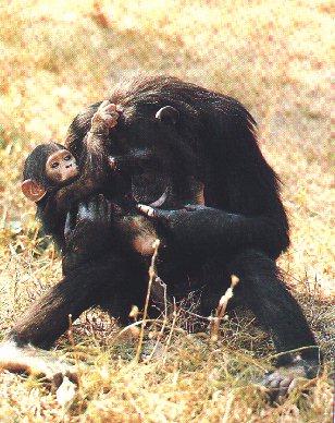Monkey02-Chimpanzee Mom nursing Baby.jpg