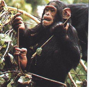 Monkey03-Chimpanzee-Dinner.jpg