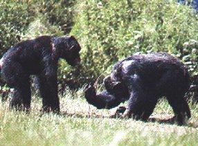 Monkey04-two Chimpanzees-Confronting.jpg