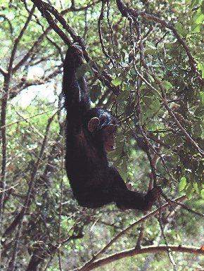 Monkey05-Young Chimpanzee-Horizontal Bar.jpg