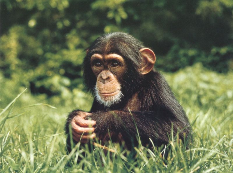 monkey-Chimpanzee-by Joel Williams.jpg