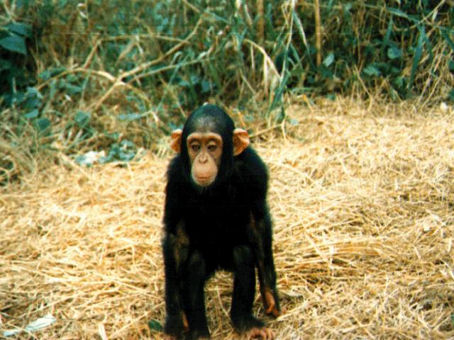 Pepe-Chimpanzee-young on dried grass.jpg