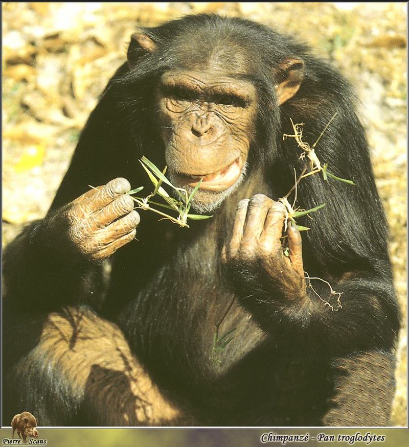 PO wl 014 Chimpanzee.jpg