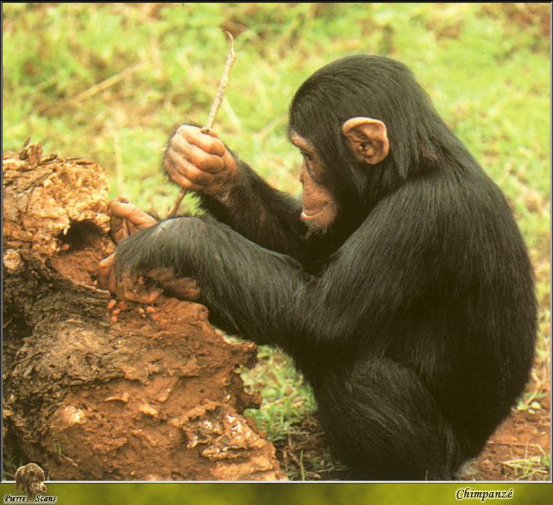 PO wl 016 Chimpanzee 3.jpg