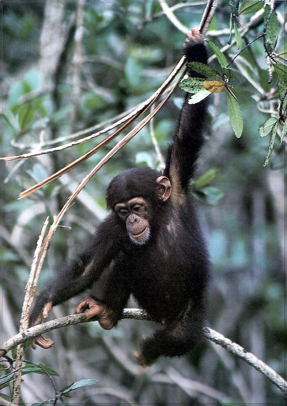 pr-jb093 Chimpanzee-young branch to branch.jpg