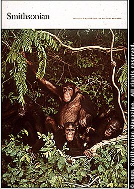 Smithonian Museum - Chimpanzee Poster.jpg