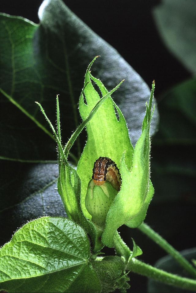 Caterpillar.jpg