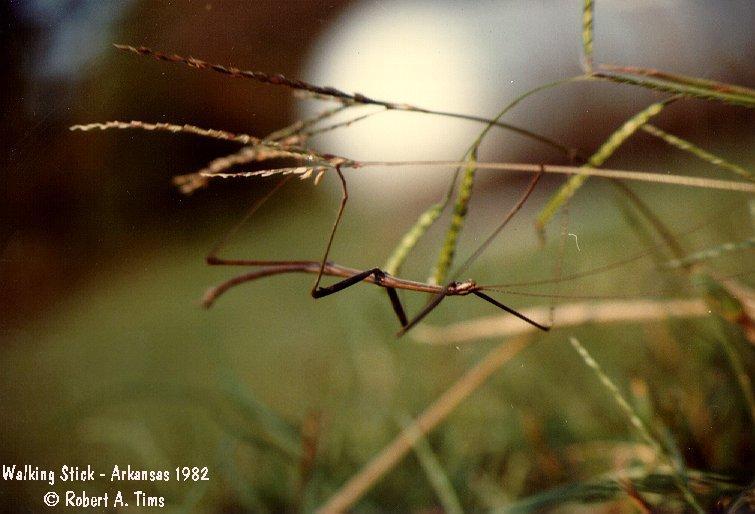 Walking stick 1-insect from Arkansas.jpg