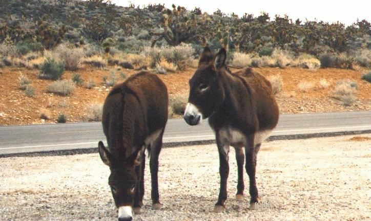 2 Donkeys On Road 2.jpg