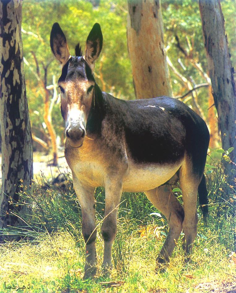 CQ - Donkey-closeup in forest.jpg