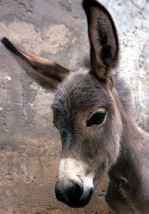donkey-face closeup.jpg