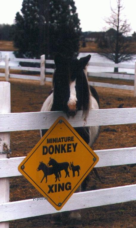 donkey-farm1.jpg