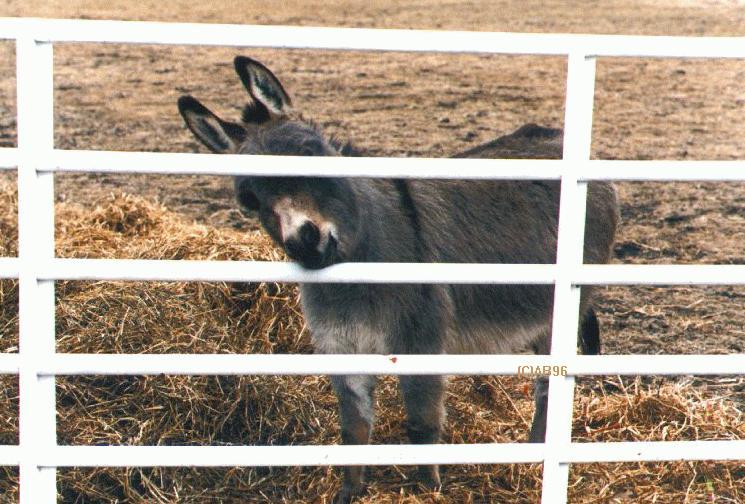 donkey-farm4.jpg