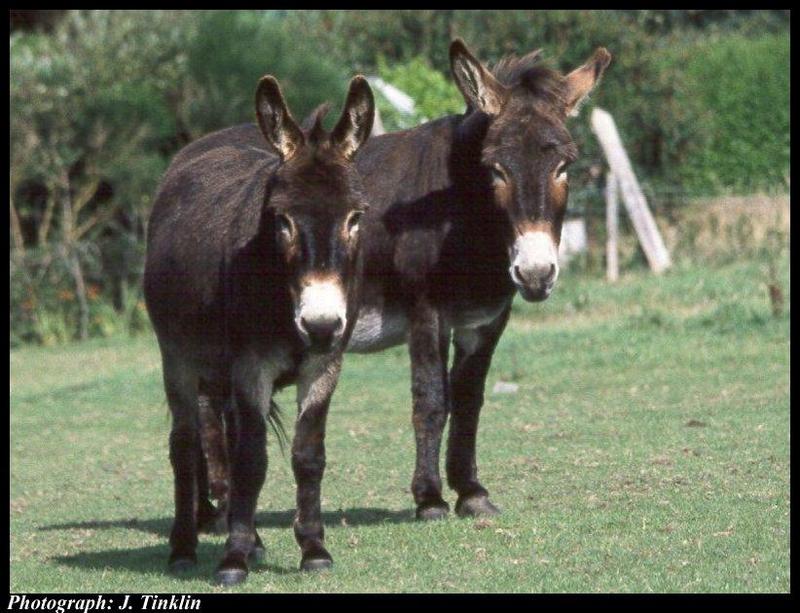 JT03620-Donkeys-pair on grass.jpg