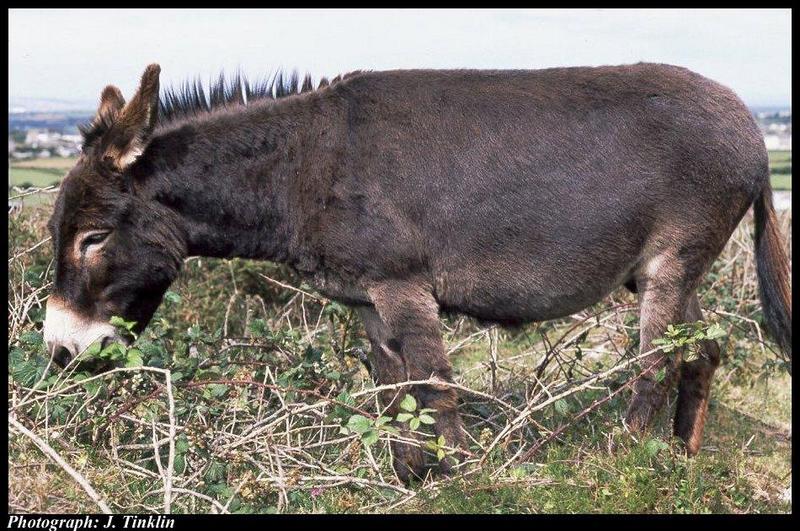 JT03646-Donkey-foraging in bush.jpg