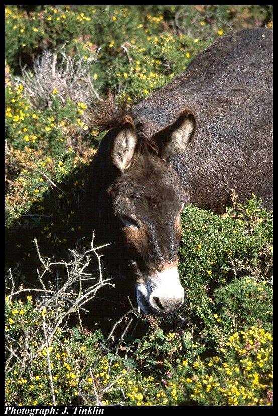 JT03647-Donkey-foraging in bush.jpg
