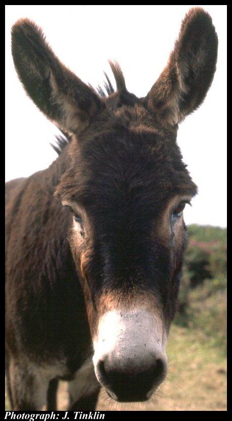 JT03651-Donkey-face closeup.jpg